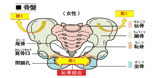 骨盤イラスト